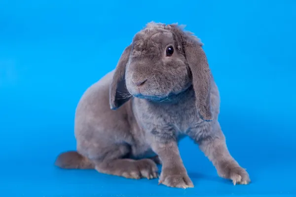 Lapin gris à oreilles nouées rex race sur bleu — Photo