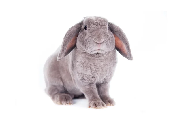 Сероухий кролик-рекс — стоковое фото