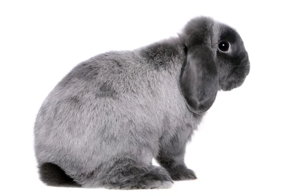 Lop-eared grey rabbit — Stock Photo, Image