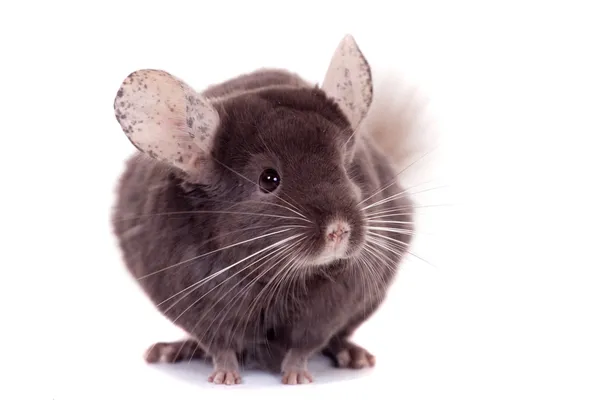 Menekşe ebonit chinchilla beyaz