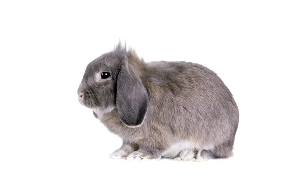 Lop-eared grey rabbit — Stock Photo, Image