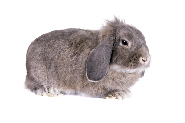 Lop-eared grey rabbit — Stock Photo, Image