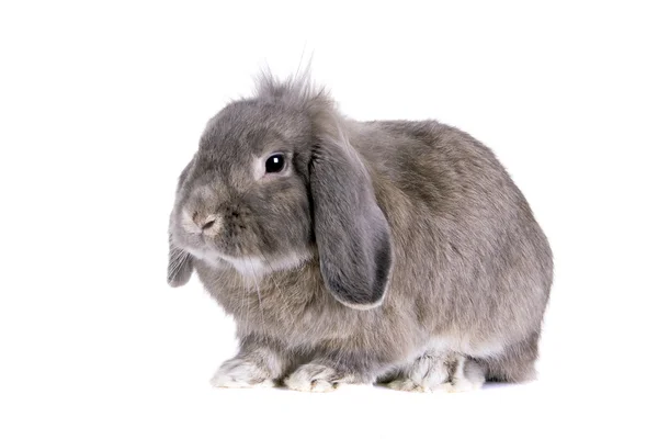 Lop-eared grey rabbit — Stock Photo, Image