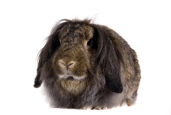 折叠棕兔 — 图库照片
