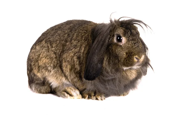 Lop-eared brown rabbit — Stock Photo, Image