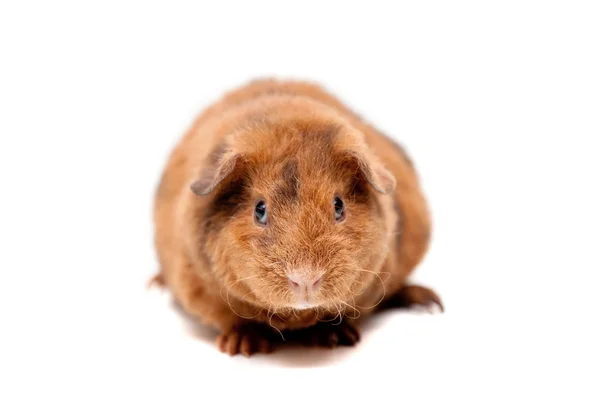 Teddy guinea pig — Stock Photo, Image