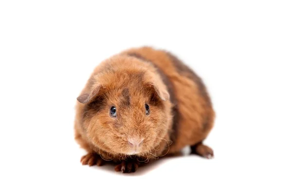 Teddy guinea pig — Stock Photo, Image