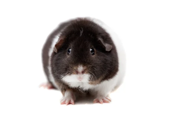 Teddy guinea pig — Stock Photo, Image