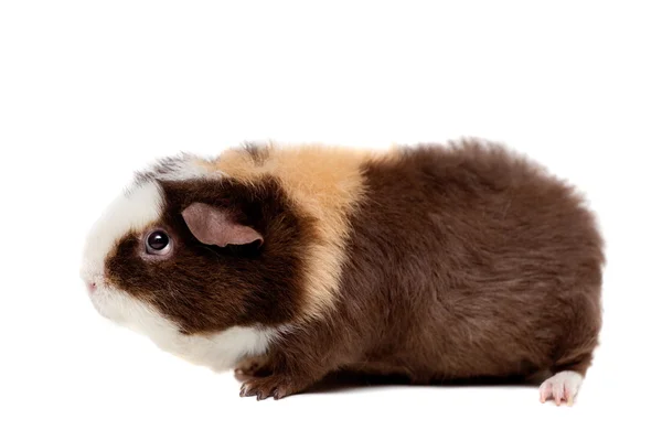 Teddy guinea pig — Stock Photo, Image