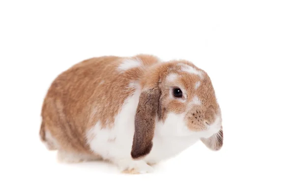 Lop-eared red spotted rabbit — Stock Photo, Image