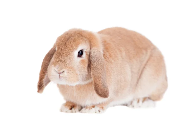 Rabbit Ram breed, red color — Stock Photo, Image