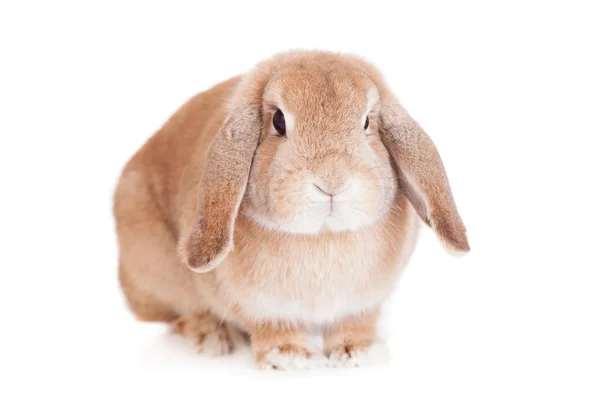 Rabbit Ram breed, red color — Stock Photo, Image