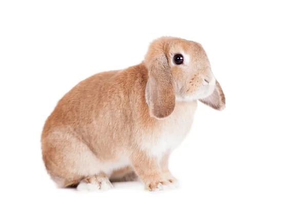 Rabbit Ram breed, red color — Stock Photo, Image