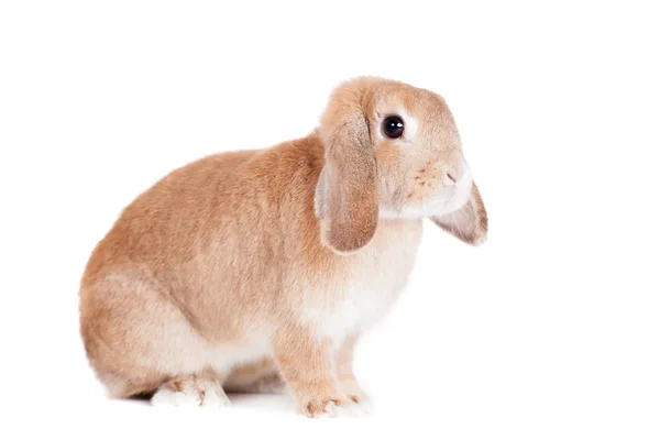 Rabbit Ram breed, red color — Stock Photo, Image