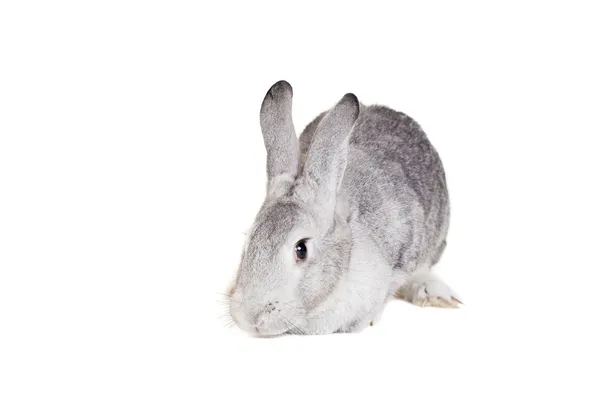 Gran conejo gris sobre un blanco —  Fotos de Stock