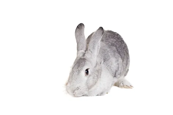 Big grey rabbit on a white — Stock Photo, Image