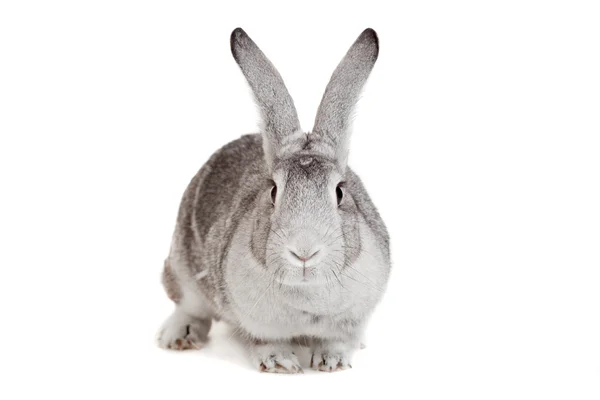 Großes graues Kaninchen auf einem weißen — Stockfoto