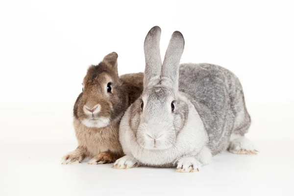 Zwei Kaninchen auf weißem Hintergrund — Stockfoto