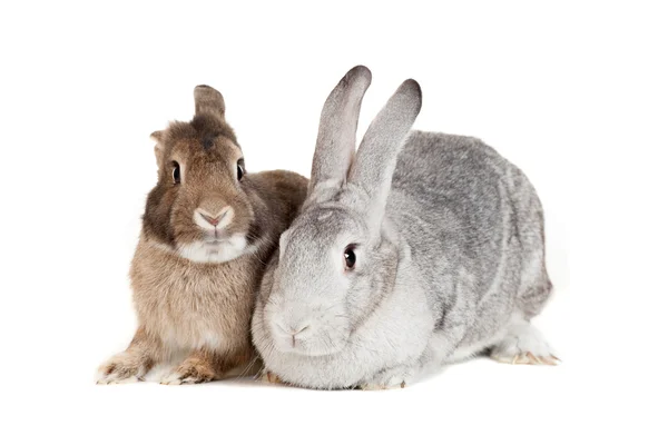 Dos conejos sobre un fondo blanco — Foto de Stock