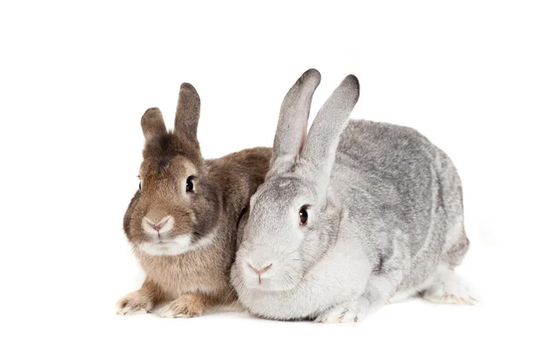 Two rabbits on a white background — Stock Photo, Image