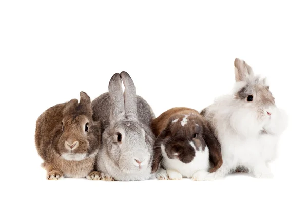 Grupo de diferentes razas conejos — Foto de Stock