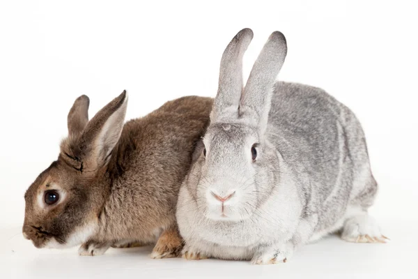 Zwei Kaninchen auf weißem Hintergrund — Stockfoto