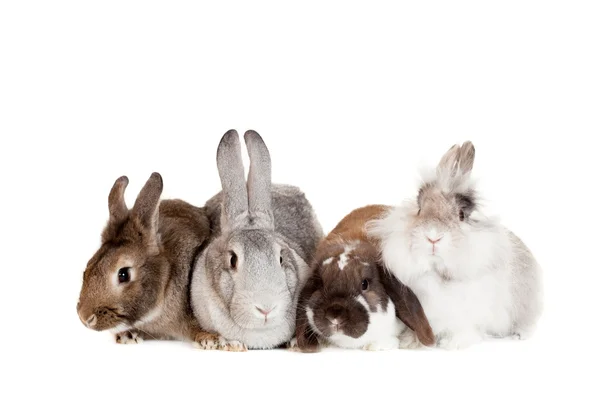 Grupo de diferentes razas conejos — Foto de Stock