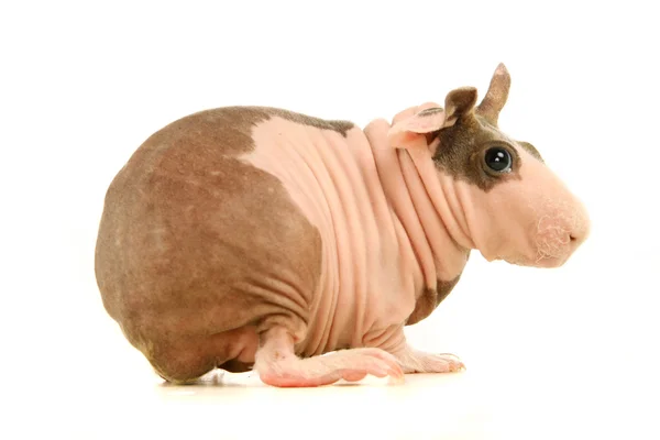268 Hairless guinea pig Stock Photos, Hairless guinea pig Images