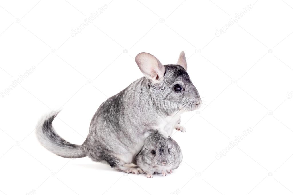 Chinchilla with babies on white