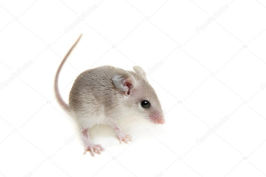 Eastern or arabian spiny mouse baby on white