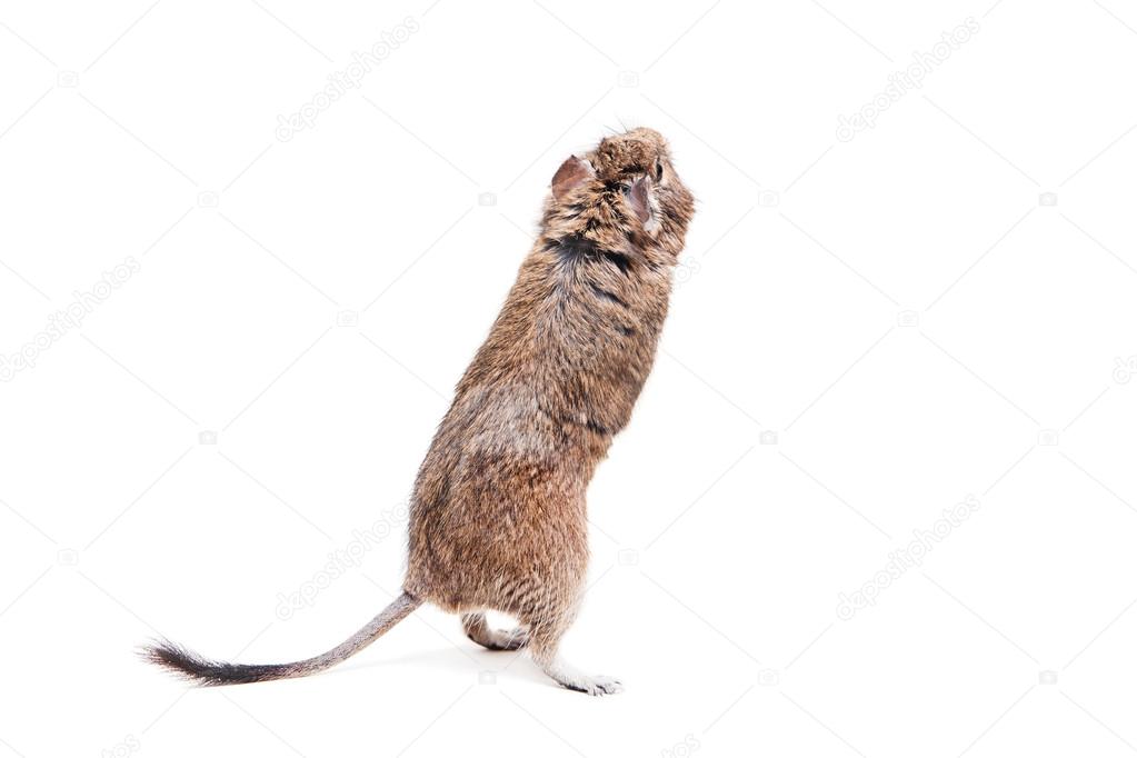 The Degu or Brush-Tailed Rat, on white