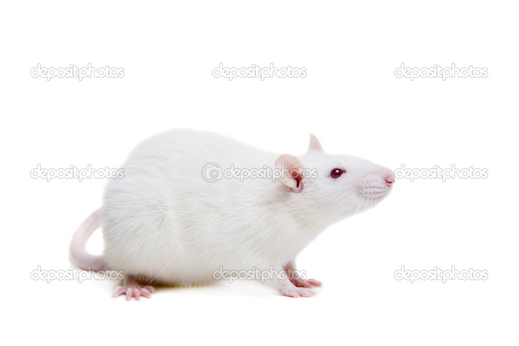 White laboratory rat on white Stock Photo by ©Farinosa 48820643