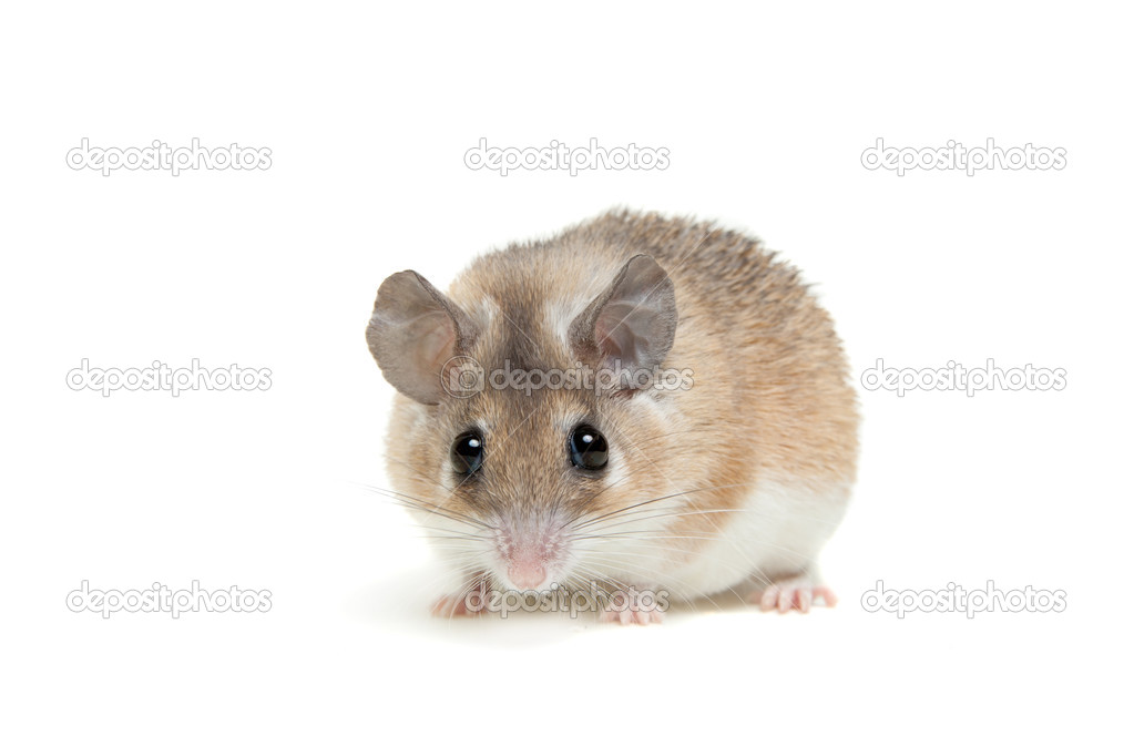 Eastern or arabian spiny mouse, Acomys dimidiatus