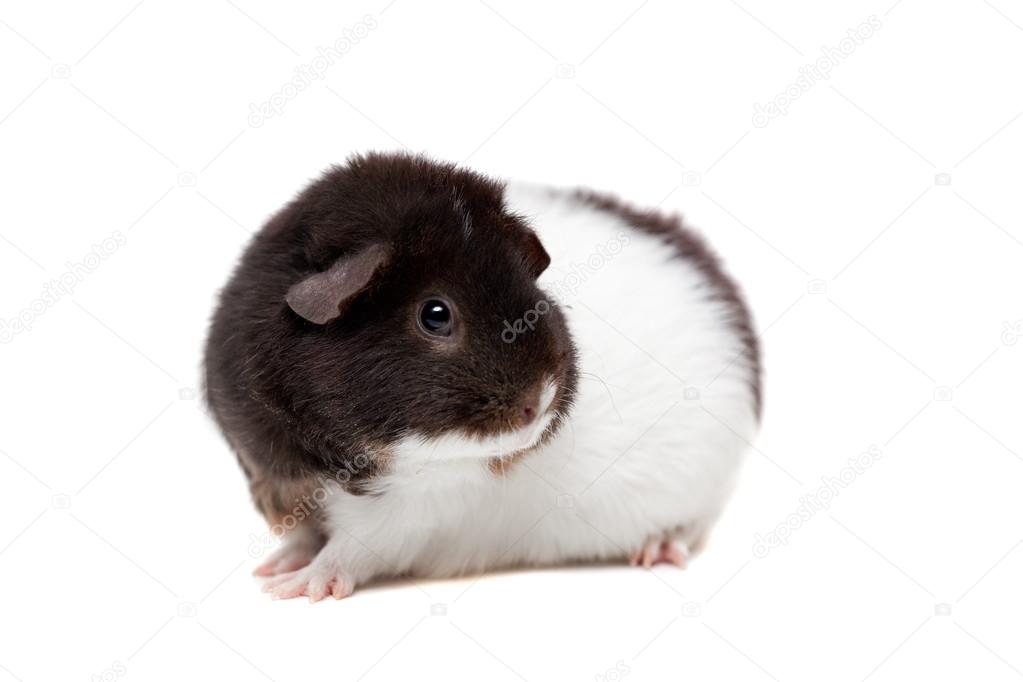 teddy guinea pig
