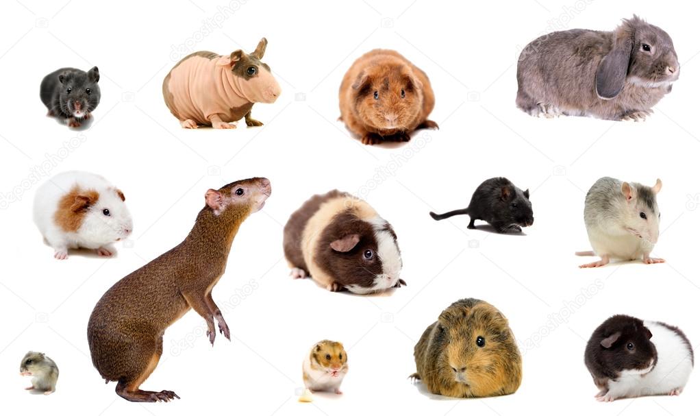 Set of different species rodents