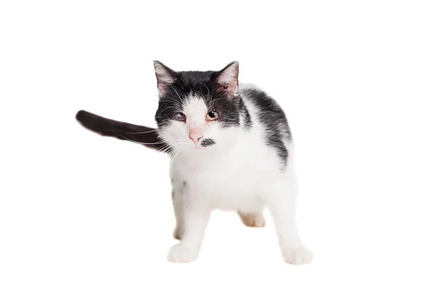 Beyaz üzerine karışık breed kör kedi — Stok fotoğraf