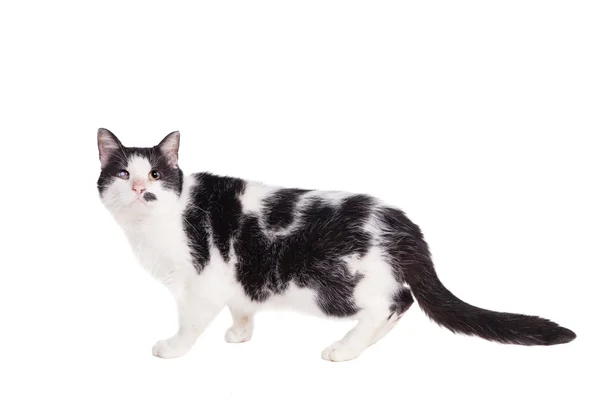 Gemengde ras blind kat op wit — Stockfoto