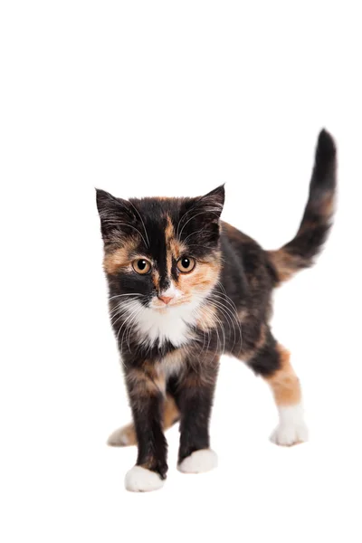 Small kitten on the white — Stock Photo, Image