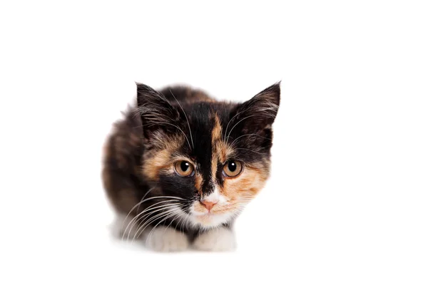 Small kitten on the white — Stock Photo, Image