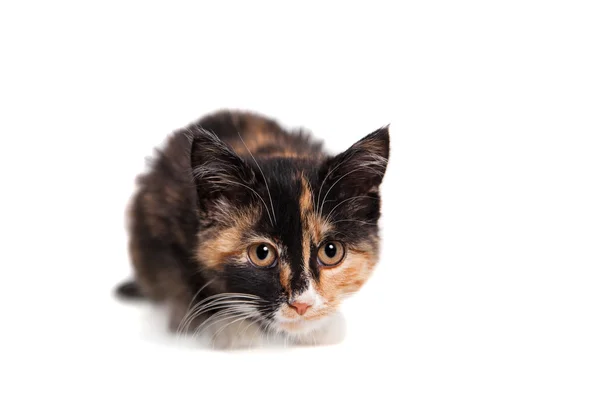 Kleine kitten op de witte — Stockfoto