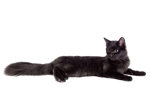 Vista lateral de un gato negro sobre blanco — Foto de Stock