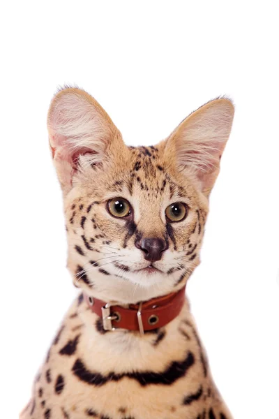 Beautiful serval, Leptailurus serval — Stock Photo, Image