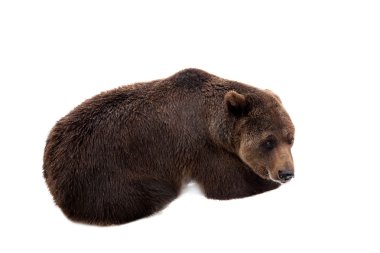 Kahverengi ayı, Ursus arctos