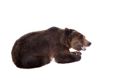 Kahverengi ayı, Ursus arctos
