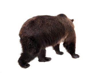 Brown bear, Ursus arctos clipart