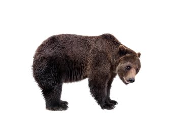 Kahverengi ayı, Ursus arctos