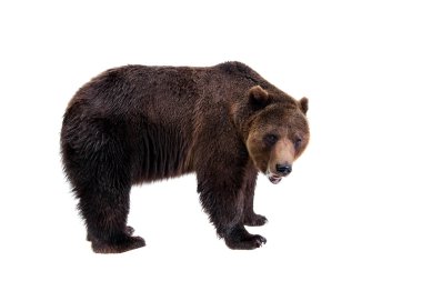 Brown bear, Ursus arctos clipart