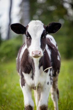Newborn calf on green grass clipart