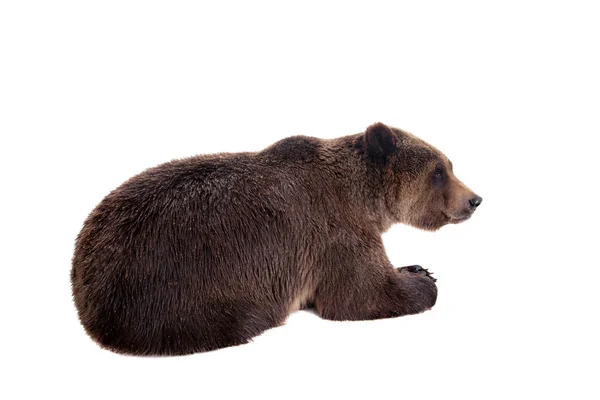 Orso bruno, Ursus arctos — Foto Stock