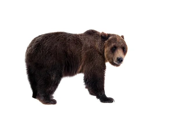 Braunbär, Ursus arctos — Stockfoto